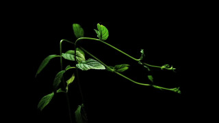 Na zdjęciu widać dwie łodygi rośliny na czarnym tle. | The photo shows the two stems of the plant against a black background.