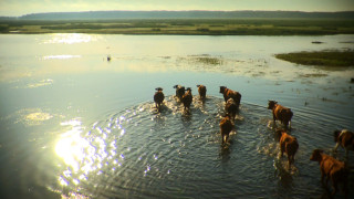 Stado krów przechodzi przez rzekę. | A herd of cows crosses the river.