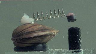 Małża w akwarium z przyklejoną do skorupki sprężynką. | A clam in an aquarium with a spring stuck to its shell.
